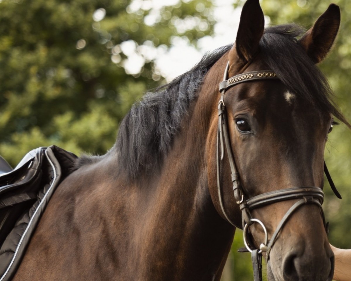 dressage horse Finest Friday (Oldenburg, 2015, from Finest)