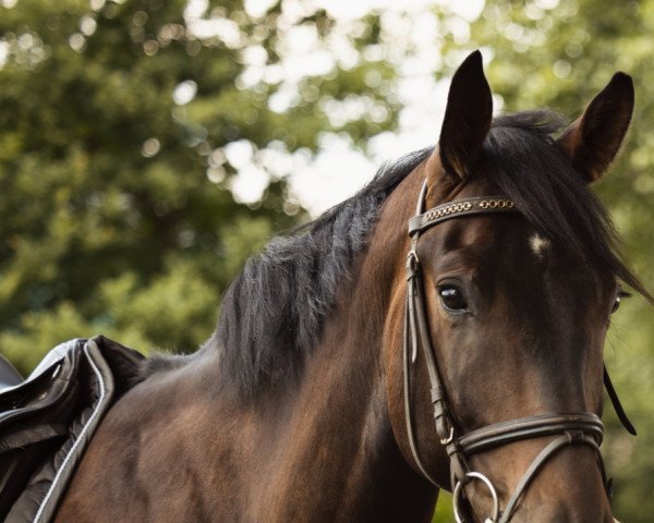 dressage horse Finest Friday (Oldenburg, 2015, from Finest)
