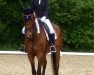 dressage horse Limerick (Trakehner, 2011, from Hofrat)