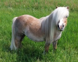 stallion Krummhörn's Volkert (Shetland pony (under 87 cm), 2011, from Very Dynamic van de Buxushof)