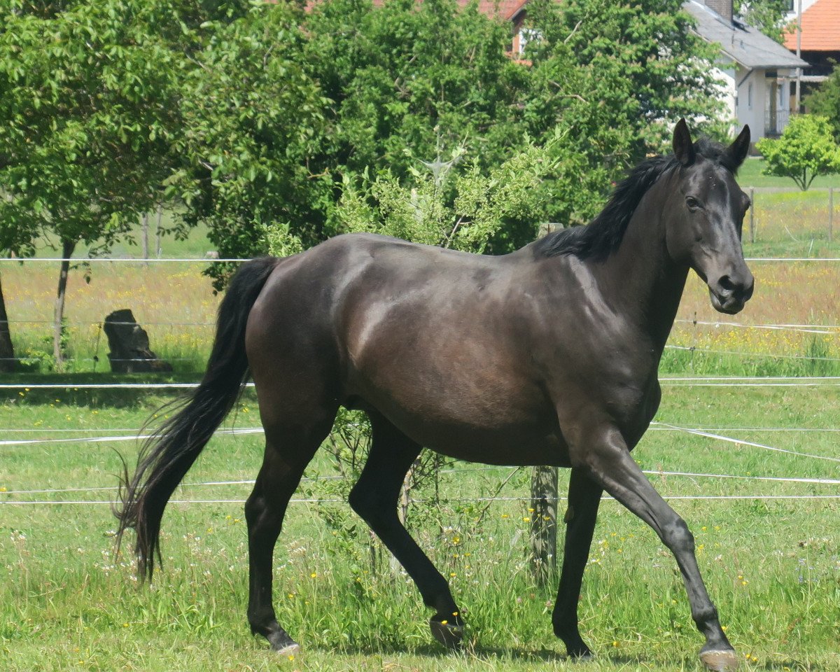 Zuchtstute Belinda XV (Trakehner, 2003, von King Arthur TSF)