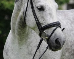 dressage horse Bonne Chance 14 (Mecklenburg, 2014, from Belantis)