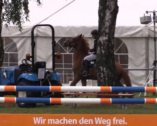 Pfingst-Reitturnier Kreuzkrug-Raddestorf 2014