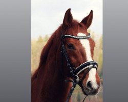 dressage horse D'El Camino (Oldenburg, 2002, from Donnerhall)