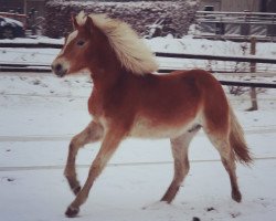 Pferd Makito (Haflinger, 2020)