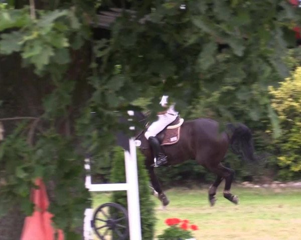 Pfingst-Reitturnier Kreuzkrug-Raddestorf 2014