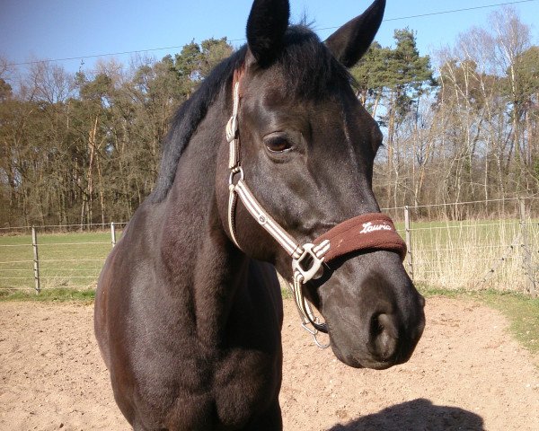 horse Herbstbouquet (Trakehner, 1999, from Buddenbrock)