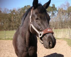 Pferd Herbstbouquet (Trakehner, 1999, von Buddenbrock)