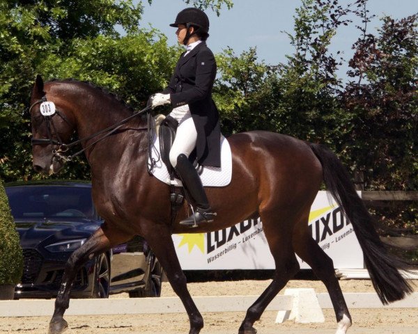 Dressurpferd Donovan (KWPN (Niederländisches Warmblut), 2008)