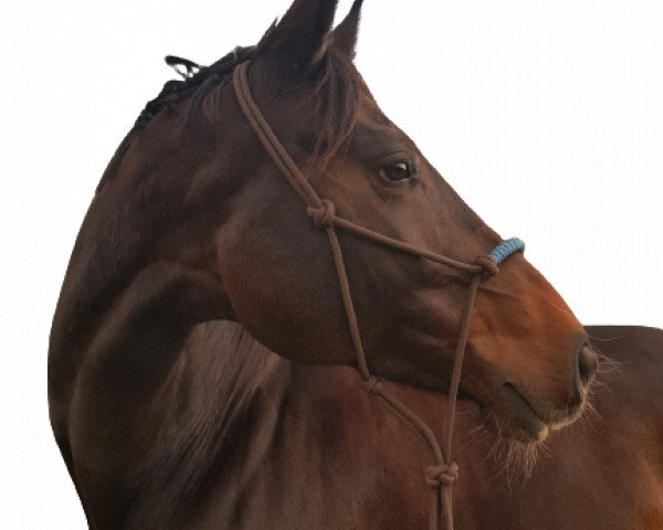 dressage horse De La Soul 5 (Hanoverian, 2014, from Dimaggio)