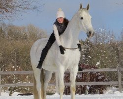 dressage horse Charismo 4 (Bavarian, 2003, from Calido I)