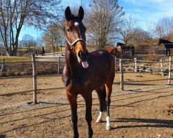 broodmare Feine Poetin (Oldenburg, 2015, from Belissario)