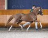 Dressurpferd Constars Da Vinci (Deutsches Reitpony, 2016, von Dreidimensional AT NRW)