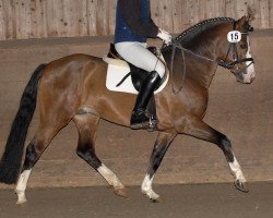 Deckhengst Choco Cracker (Deutsches Reitpony, 2002, von Constantin)