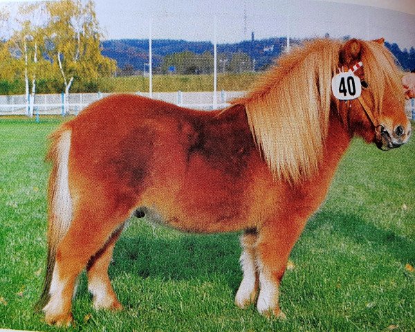 Deckhengst Figaro vom Immenhof (Shetland Pony (unter 87 cm), 1991, von Vorden Buddleia)