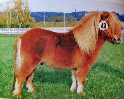 stallion Figaro vom Immenhof (Shetland pony (under 87 cm), 1991, from Vorden Buddleia)