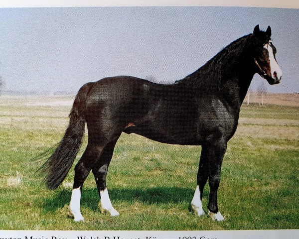Deckhengst Wrayton Music Boy (Welsh Pony (Sek.B), 1991, von Skellorn Music Boy)