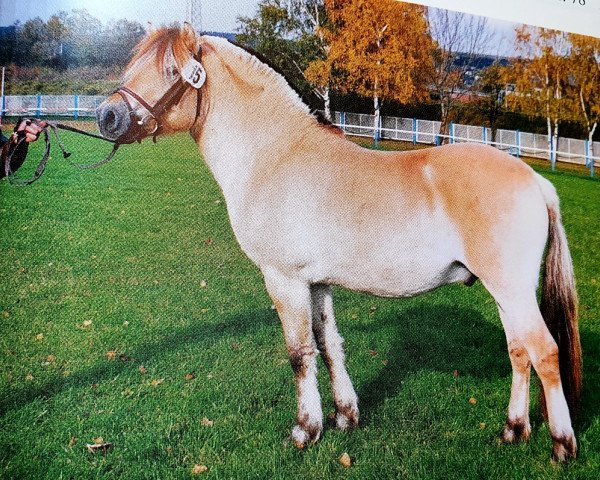 Pferd Bronco (Fjordpferd, 1991, von Blitzi Ha 1050)