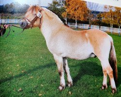 horse Bronco (Fjord Horse, 1991, from Blitzi Ha 1050)