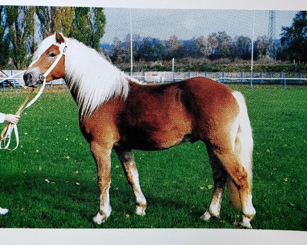 horse Almenrausch (Haflinger, 1991, from Albertus 112)