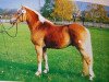 stallion Sterzinger (12,5% ox) (Edelbluthaflinger, 1991, from Stesator)