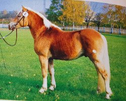 stallion Sterzinger (12,5% ox) (Edelbluthaflinger, 1991, from Stesator 125)