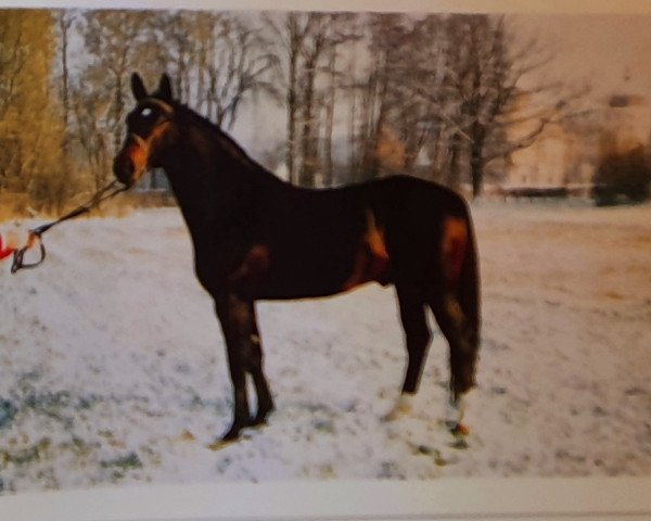 stallion Urban af Hvarre (Danish Warmblood, 1988, from Urprinz)