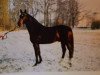 stallion Urban af Hvarre (Danish Warmblood, 1988, from Urprinz)