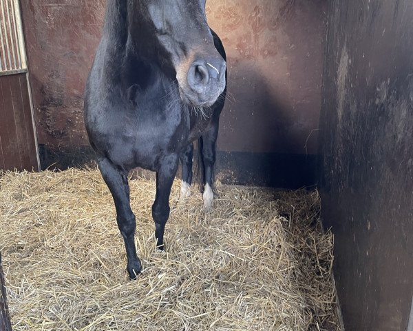 broodmare Stute von Sandro Hit / Lafitte (Oldenburg, 2010, from Sandro Hit)