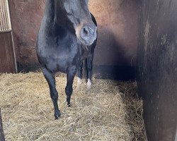 Pferd Stute von Sandro Hit / Lafitte (Oldenburger, 2010, von Sandro Hit)