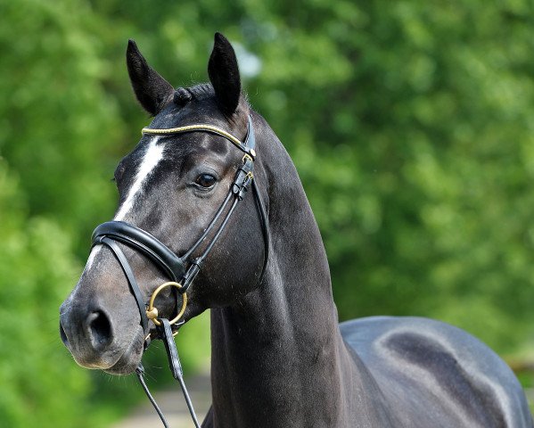 stallion Sb Broadway Semilly (Selle Français, 2011, from Mylord Carthago)