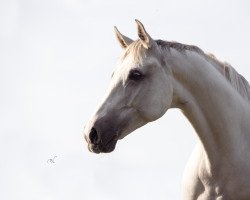 dressage horse Ferdinand 344 (Hanoverian, 2011, from Fürst Nymphenburg)