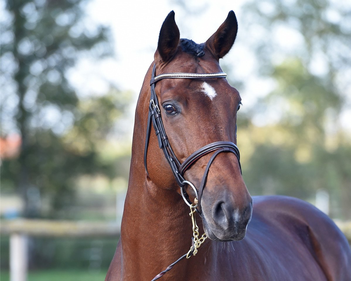 Deckhengst Dollar D'Or Sb (Holsteiner, 2008, von Dollar du Murier)