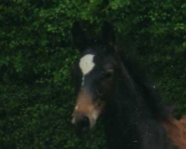 broodmare Lara (Westphalian, 2002, from Latimer)