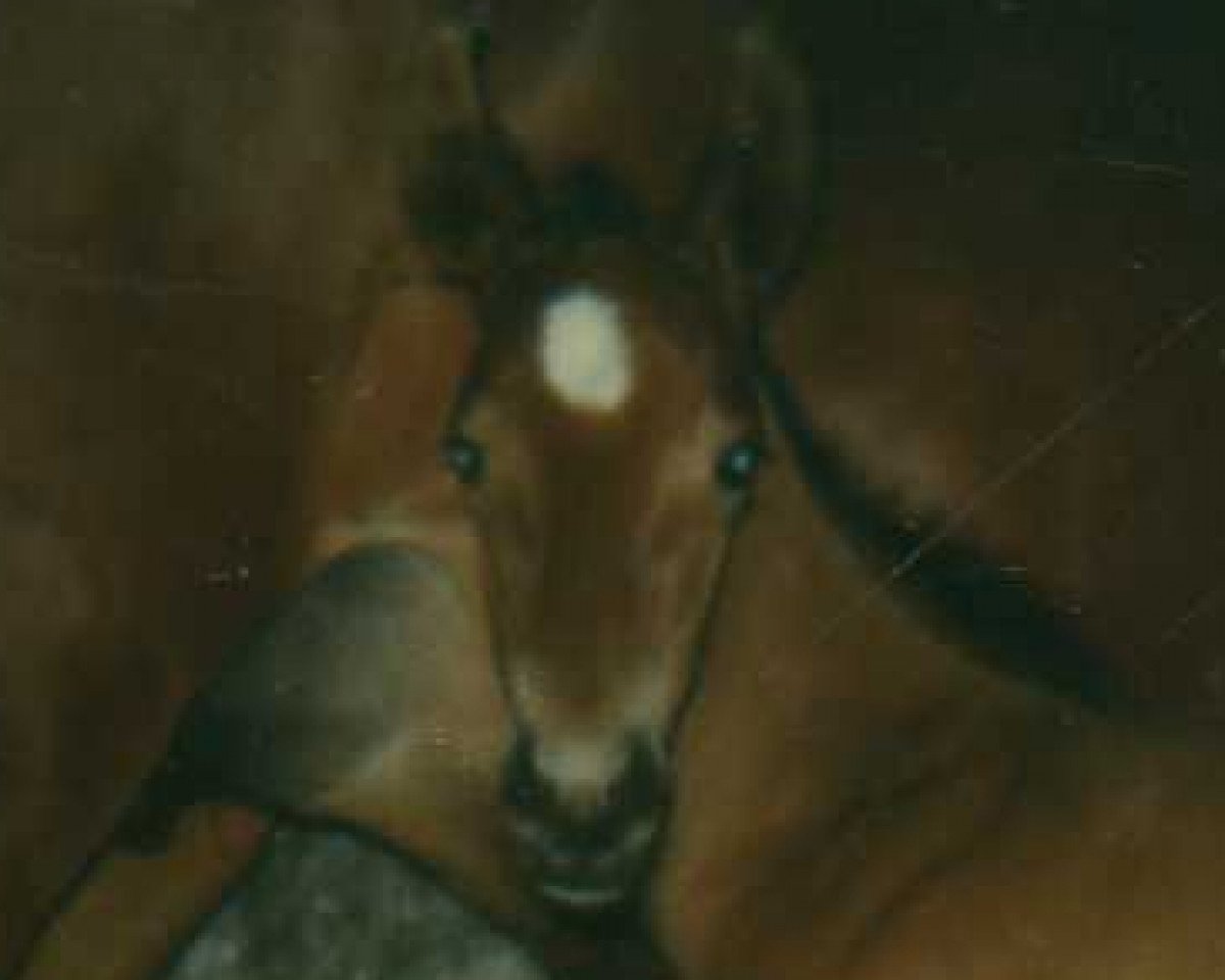 Zuchtstute Veiolette d'Or (Oldenburger, 1989, von Veritas AA)