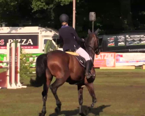 Pfingst - Dressur und Springturnier Borken 2014