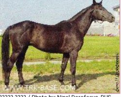 stallion Olimpij (Russian Trakehner, 2004, from Pirch)