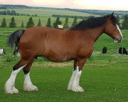 Zuchtstute Westerdale Sweet Sylvia (Clydesdale, 2007, von California Visions Legend)