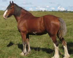 Zuchtstute Westerdale Sweet Pansy (Clydesdale, 2000, von CIE Perfection)