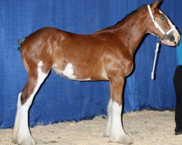 Zuchtstute Westerdale Sweet Maggie May (Clydesdale, 2012, von Cedarlane Carter)