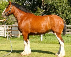 Zuchtstute Westerdale Sweet Caitlyn (Clydesdale, 2004, von Thistle Ridge Eaton Vision)