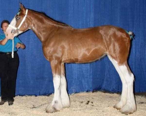 Zuchtstute Westerdale Saffire (Clydesdale, 2012, von Westerdale Nelson)