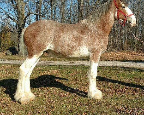 Pferd Westerdale Rock II (Clydesdale, 2015, von North Country Major)