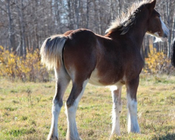 horse Westerdale Proud Bailey (Clydesdale, 2014, from Westerdale Payday)