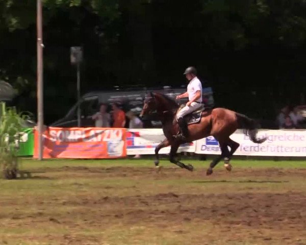 Pfingst - Dressur und Springturnier Borken 2014
