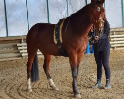 jumper Nabucco M (Hungarian Warmblood, 2017, from Fly High)