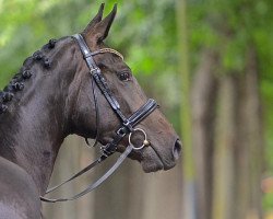 broodmare Delphina Victoria (Rhinelander, 2013, from den Haag 12)