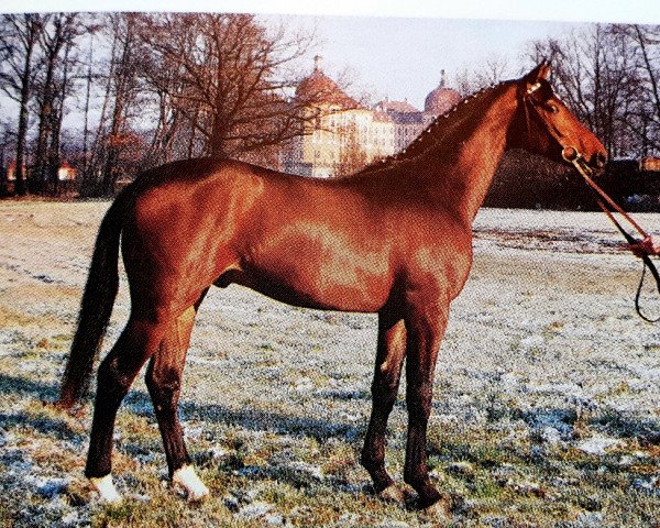 stallion Piskator (Westphalian, 1991, from Pinocchio)