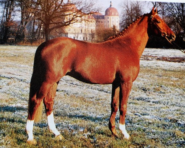 stallion Grafensteiner (Westphalian, 1991, from Granikos)