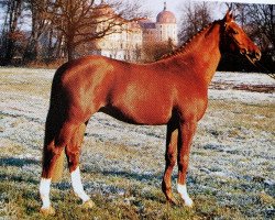 stallion Grafensteiner (Westphalian, 1991, from Granikos)